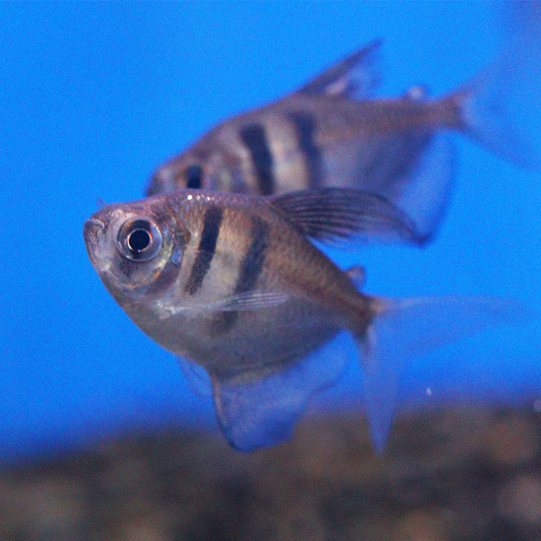 Black Widow Tetra 2cm - 3cm