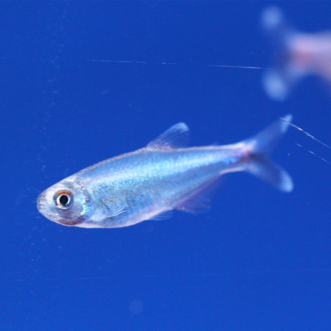 Blue Tetra 2cm - 3cm