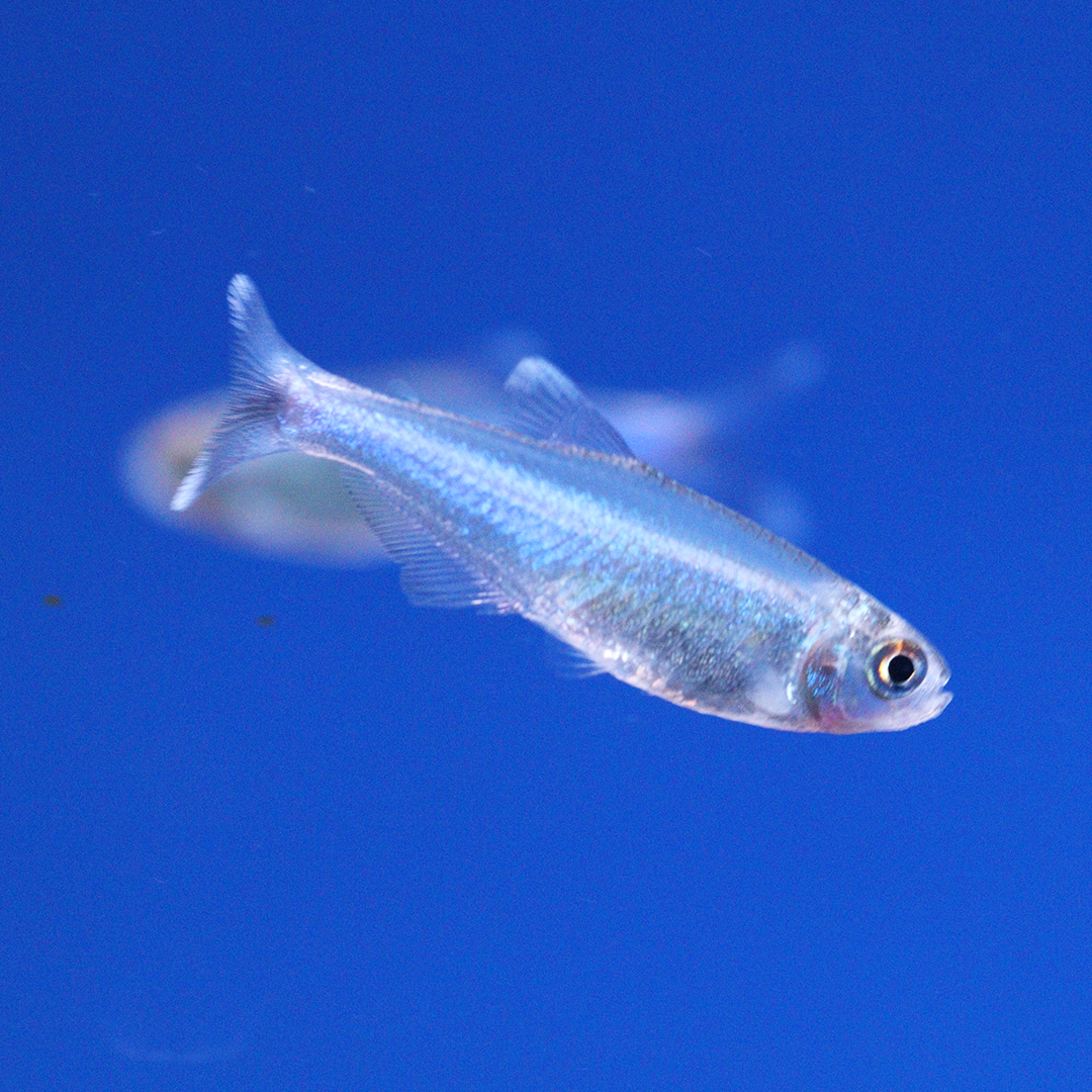 Blue Tetra 2cm - 3cm