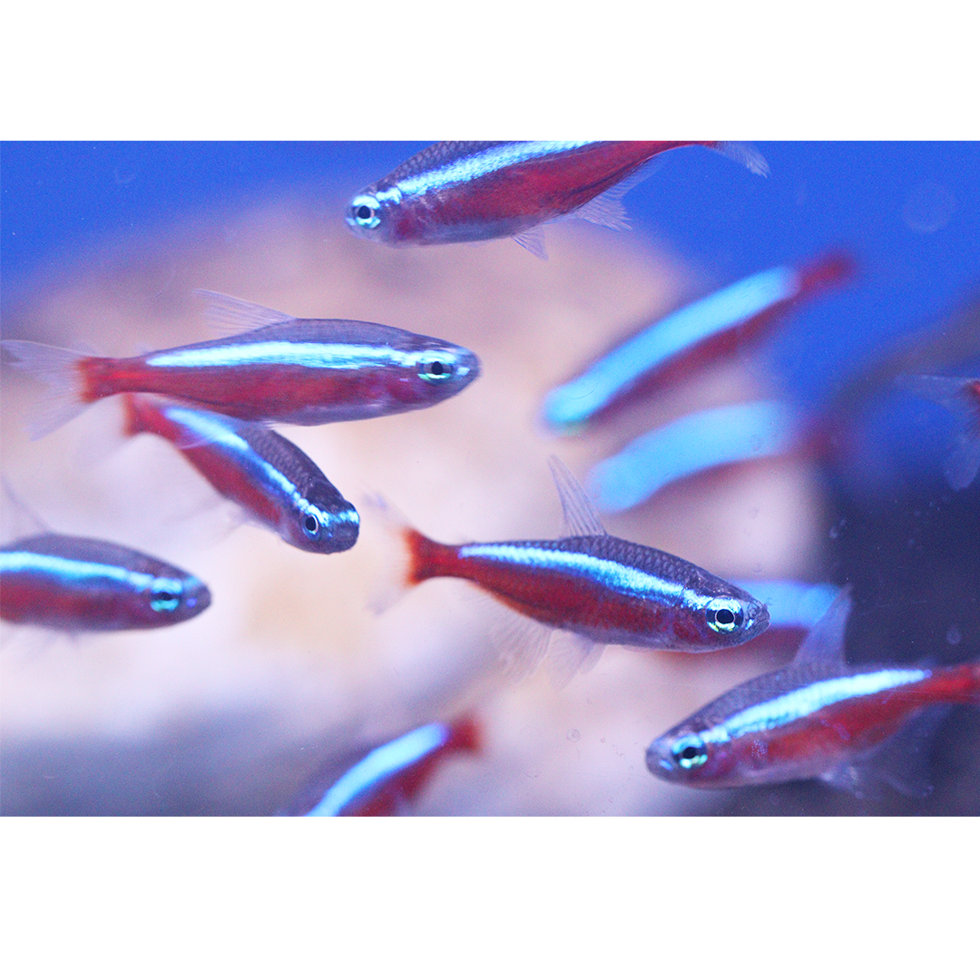 Cardinal tetra 2-2.5cm