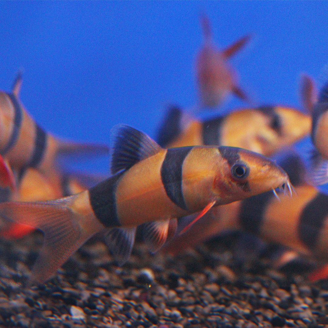 Clown loach 4.5-6cm