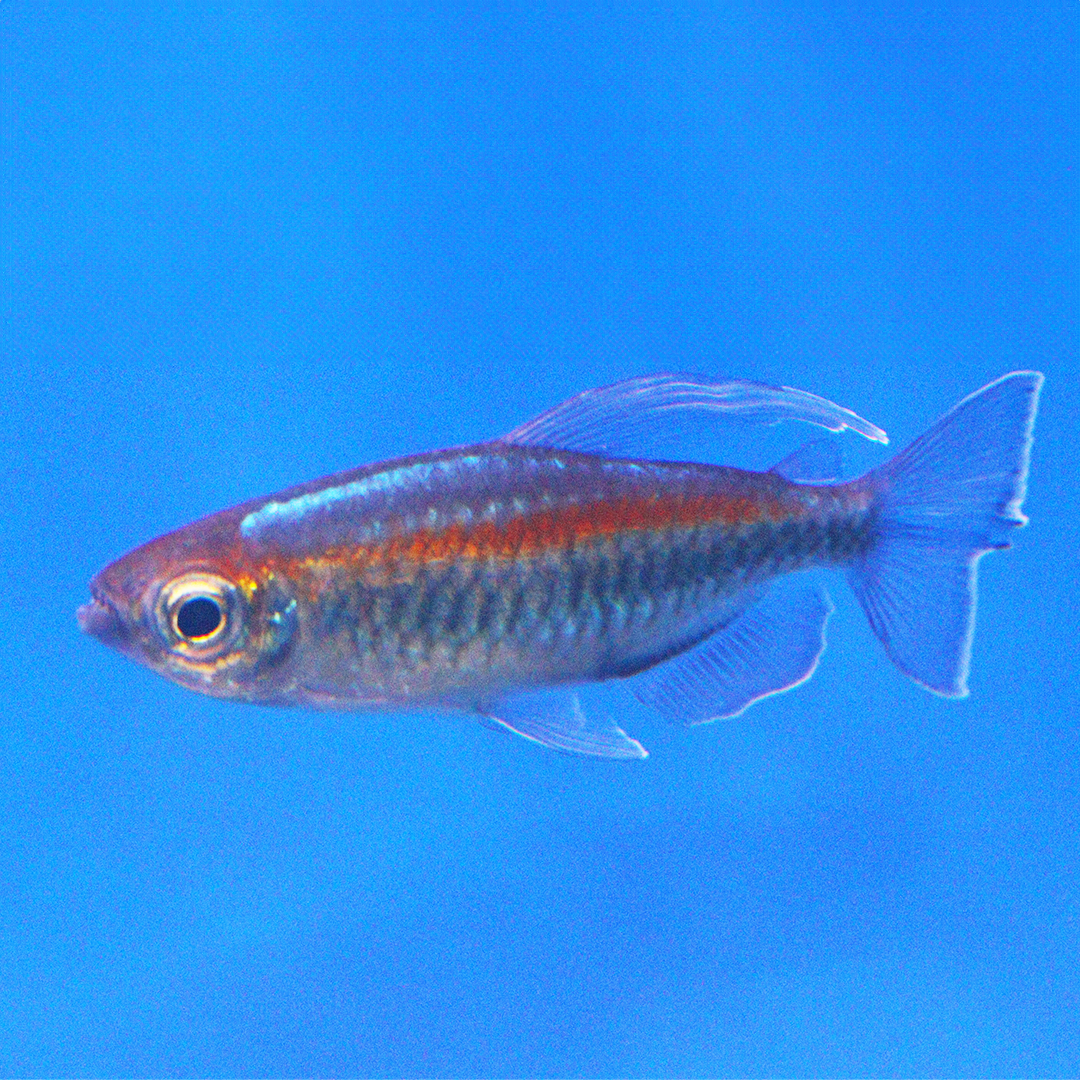 Congo Tetra 3.5cm - 5cm