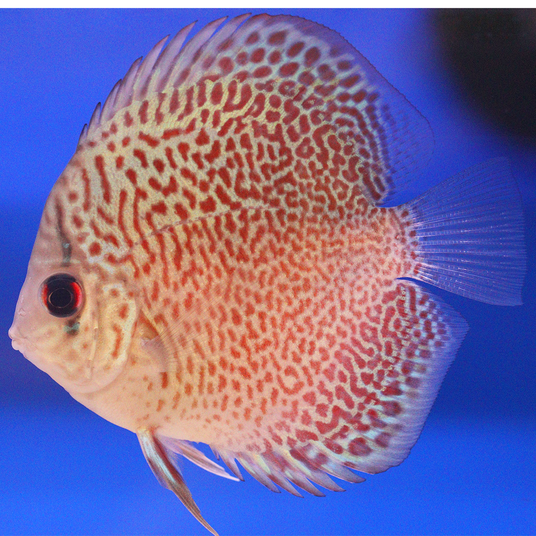 WYSIWYG Discus 1