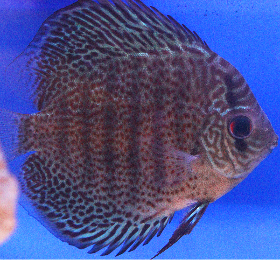 WYSIWYG Discus 10