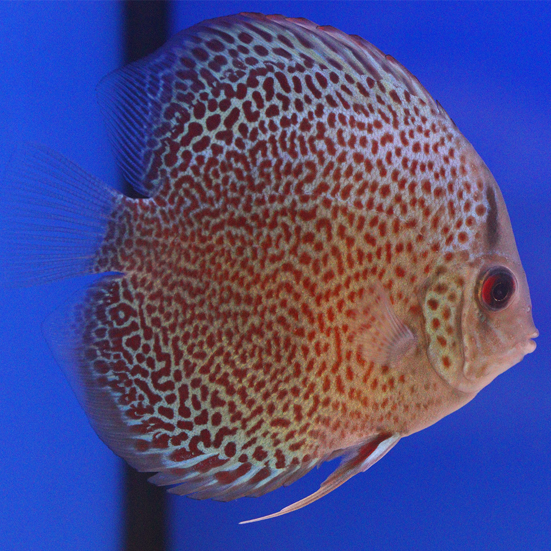 WYSIWYG Discus 2