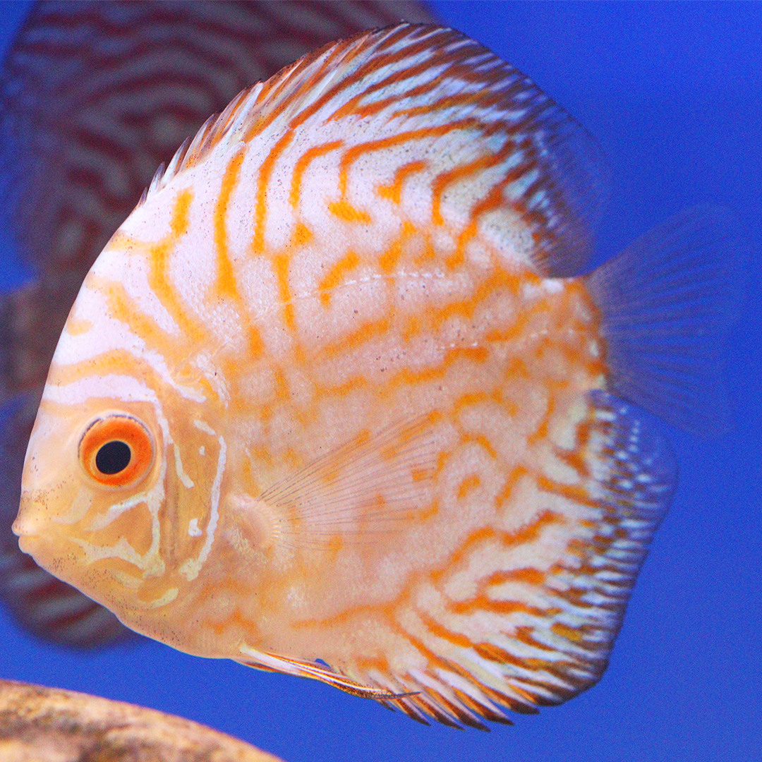 WYSIWYG Discus 3