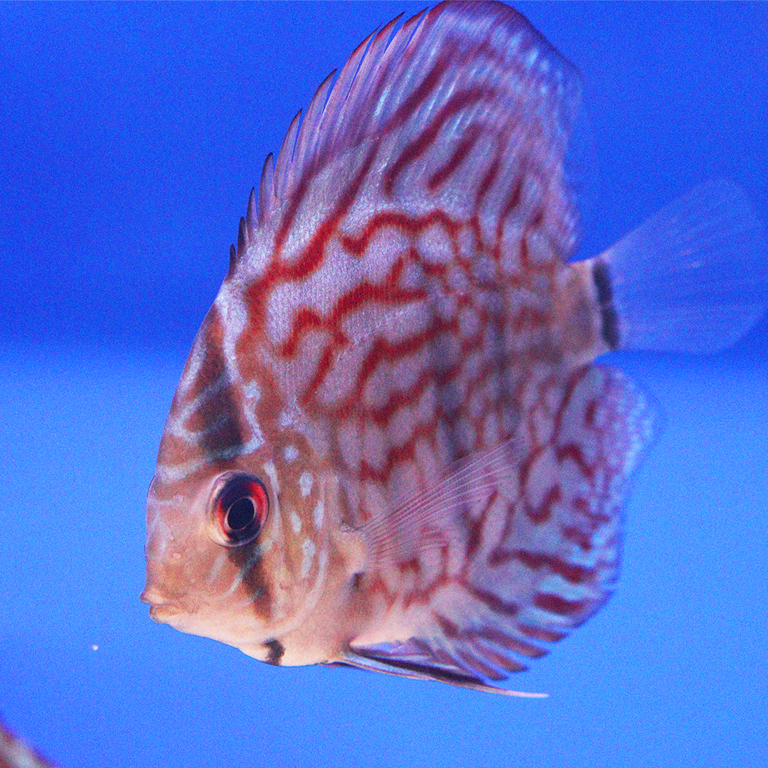 WYSIWYG Discus 4