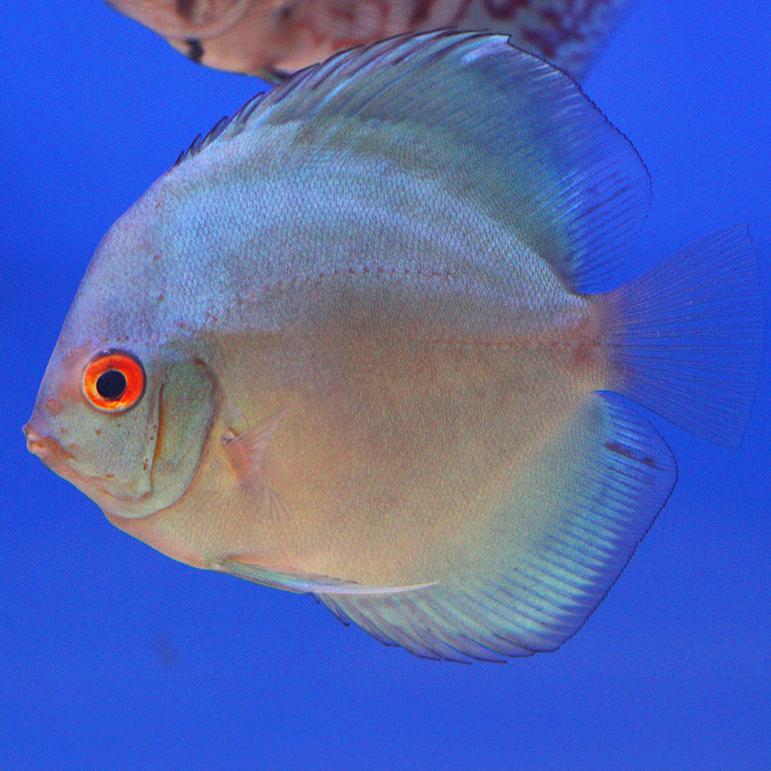 WYSIWYG Discus 5