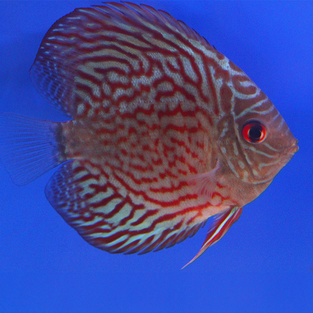 WYSIWYG Discus 6