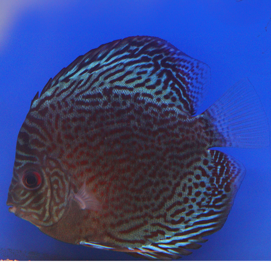 WYSIWYG Discus 7