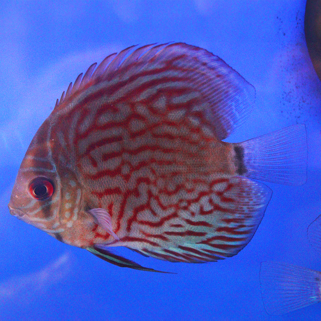 WYSIWYG Discus 8