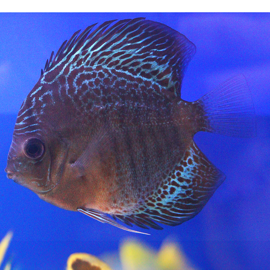 WYSIWYG Discus 9