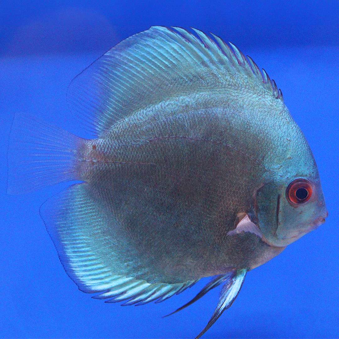 WYSIWYG Discus 11