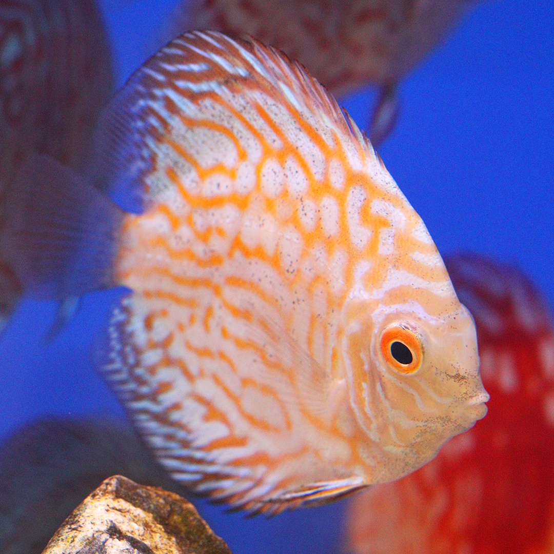 WYSIWYG Discus 12