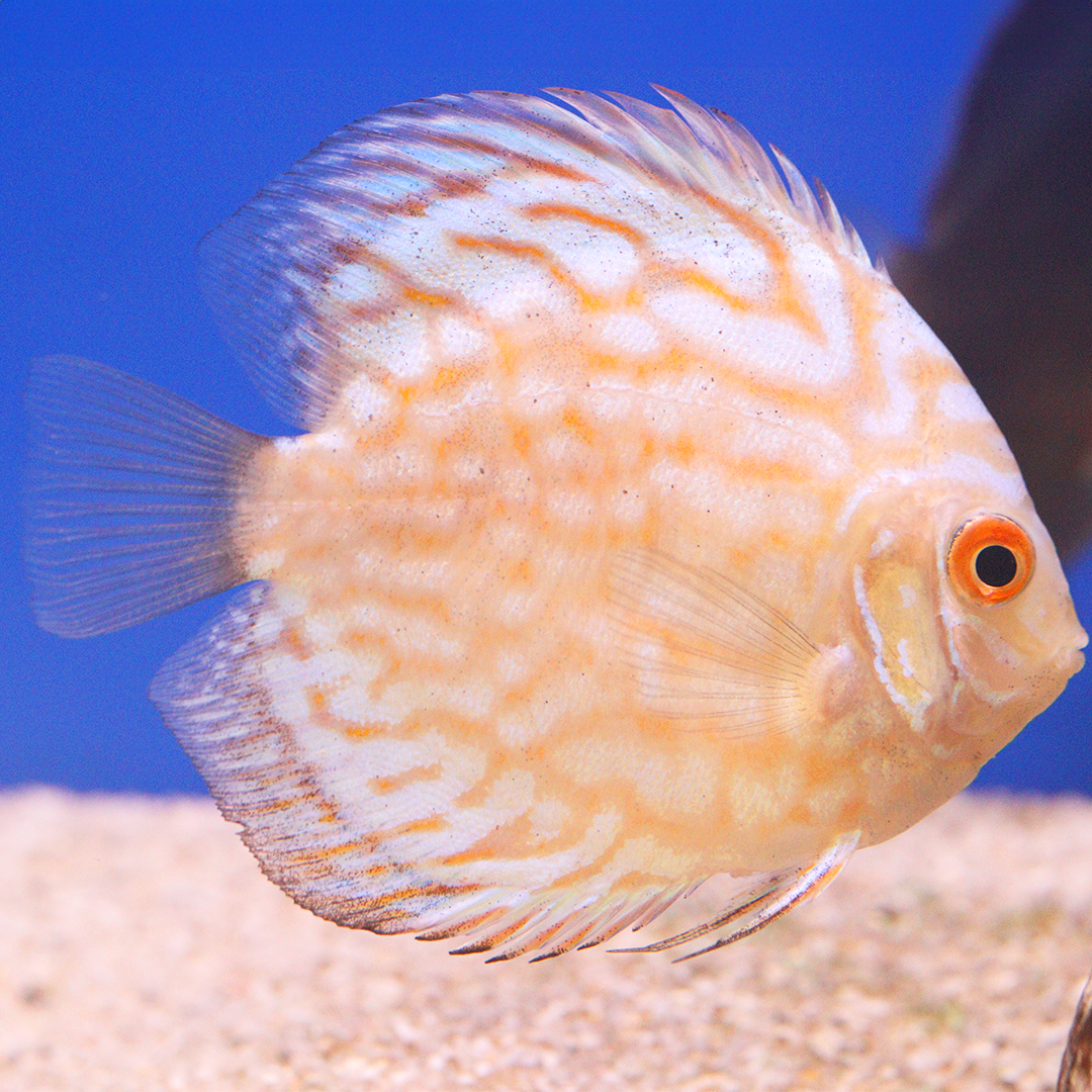 WYSIWYG Discus 13