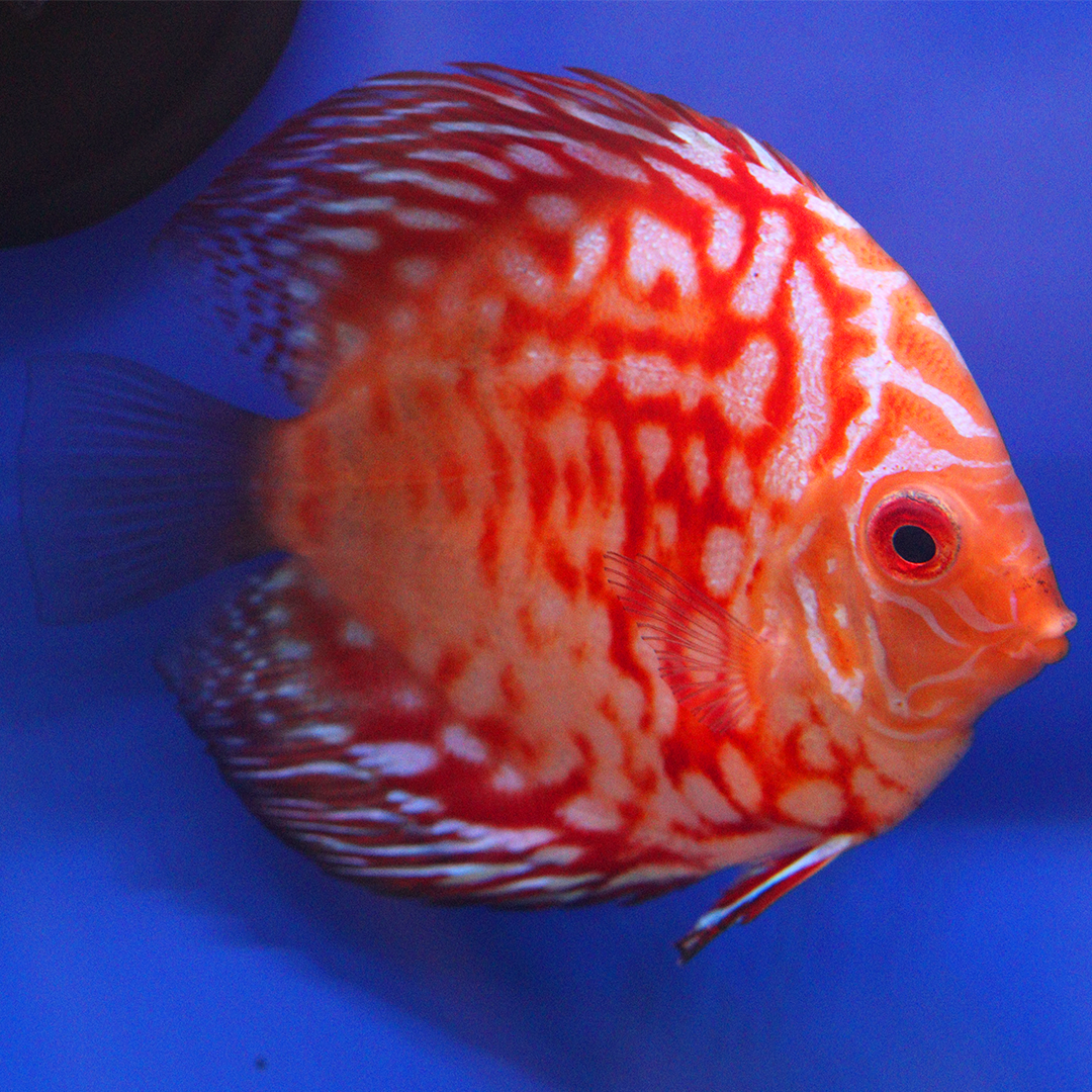 WYSIWYG Discus 14