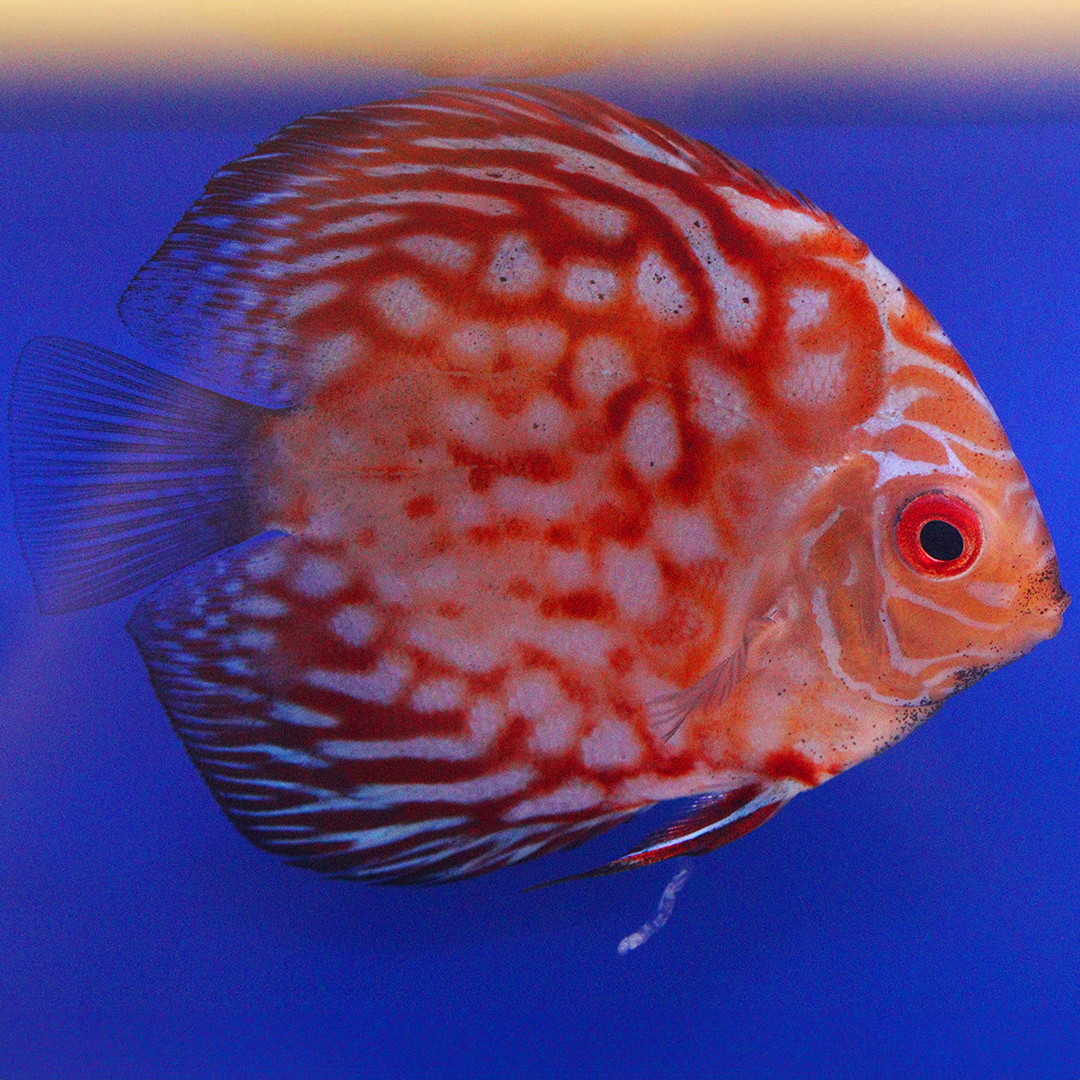 WYSIWYG Discus 15