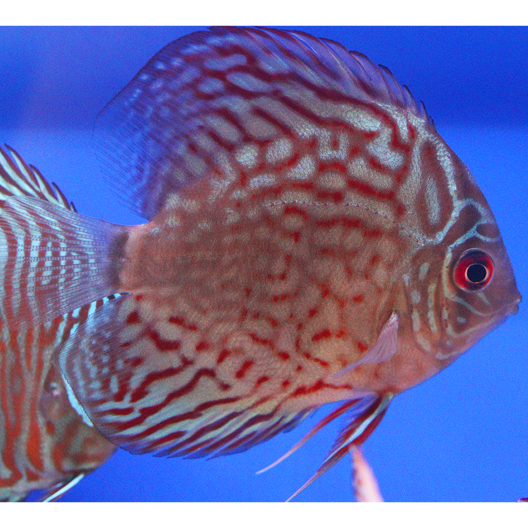 WYSIWYG Discus 16