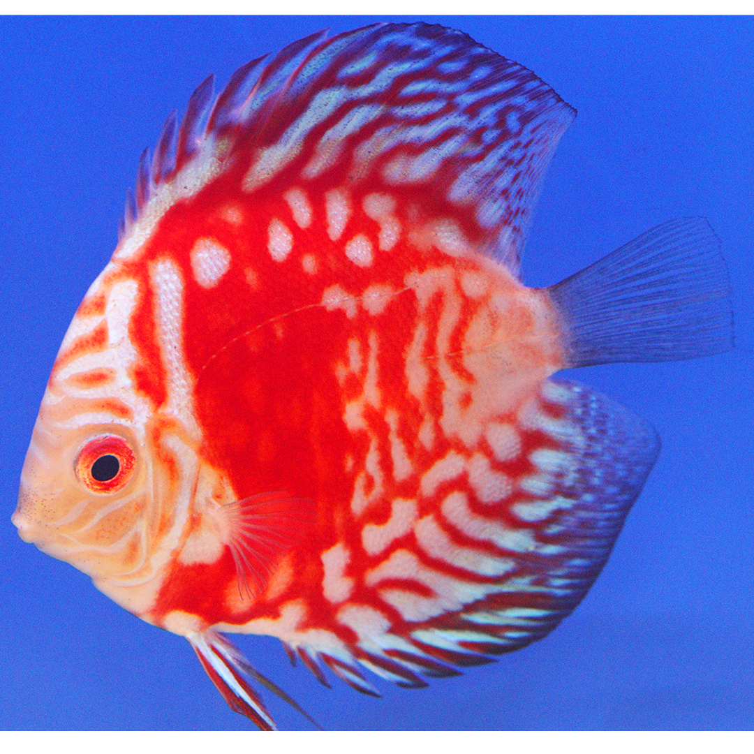 WYSIWYG Discus 17