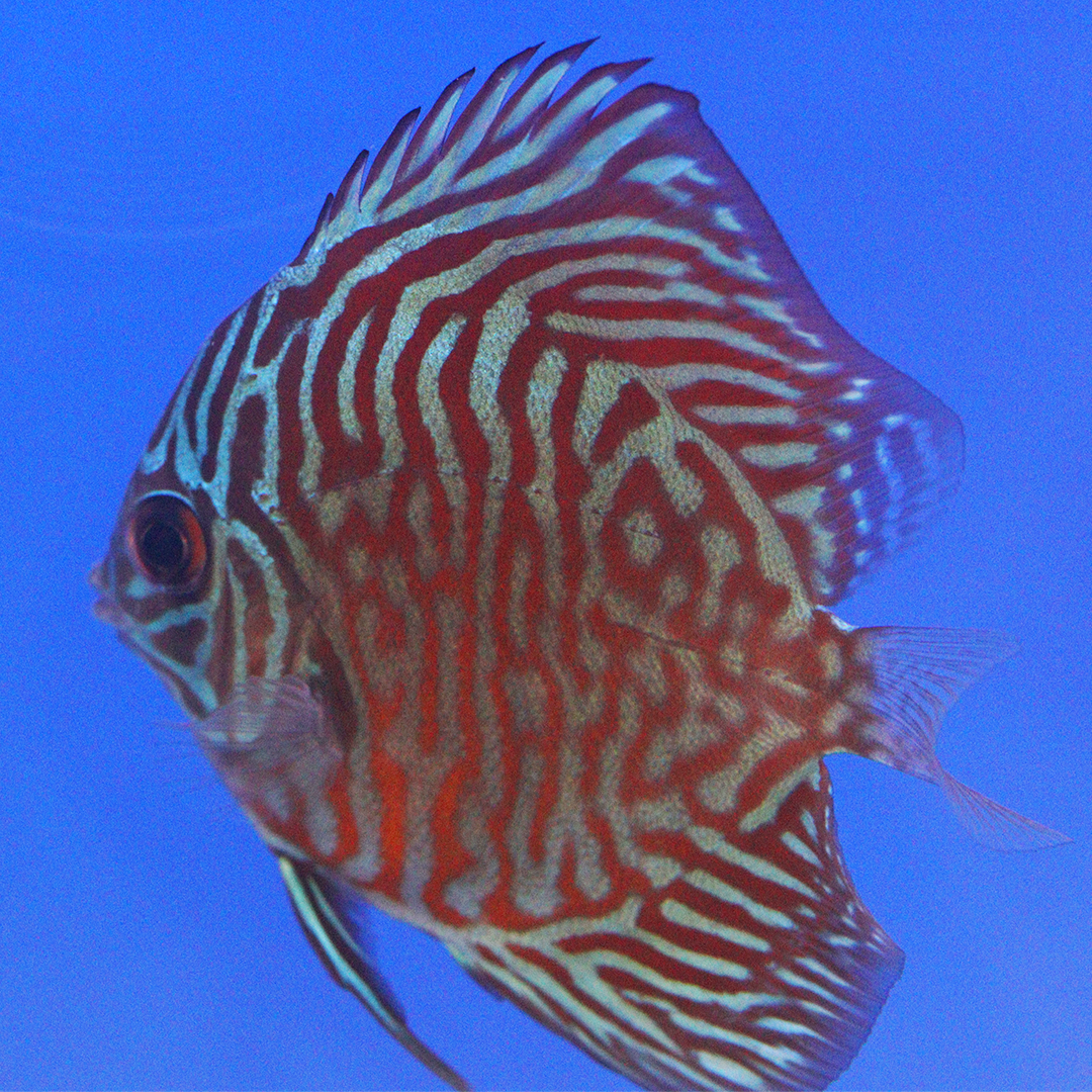 WYSIWYG Discus 18