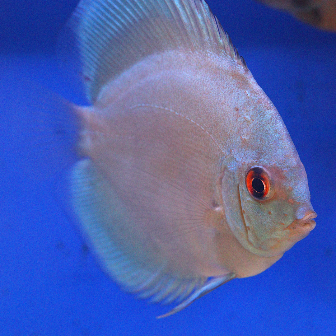 WYSIWYG Discus 21