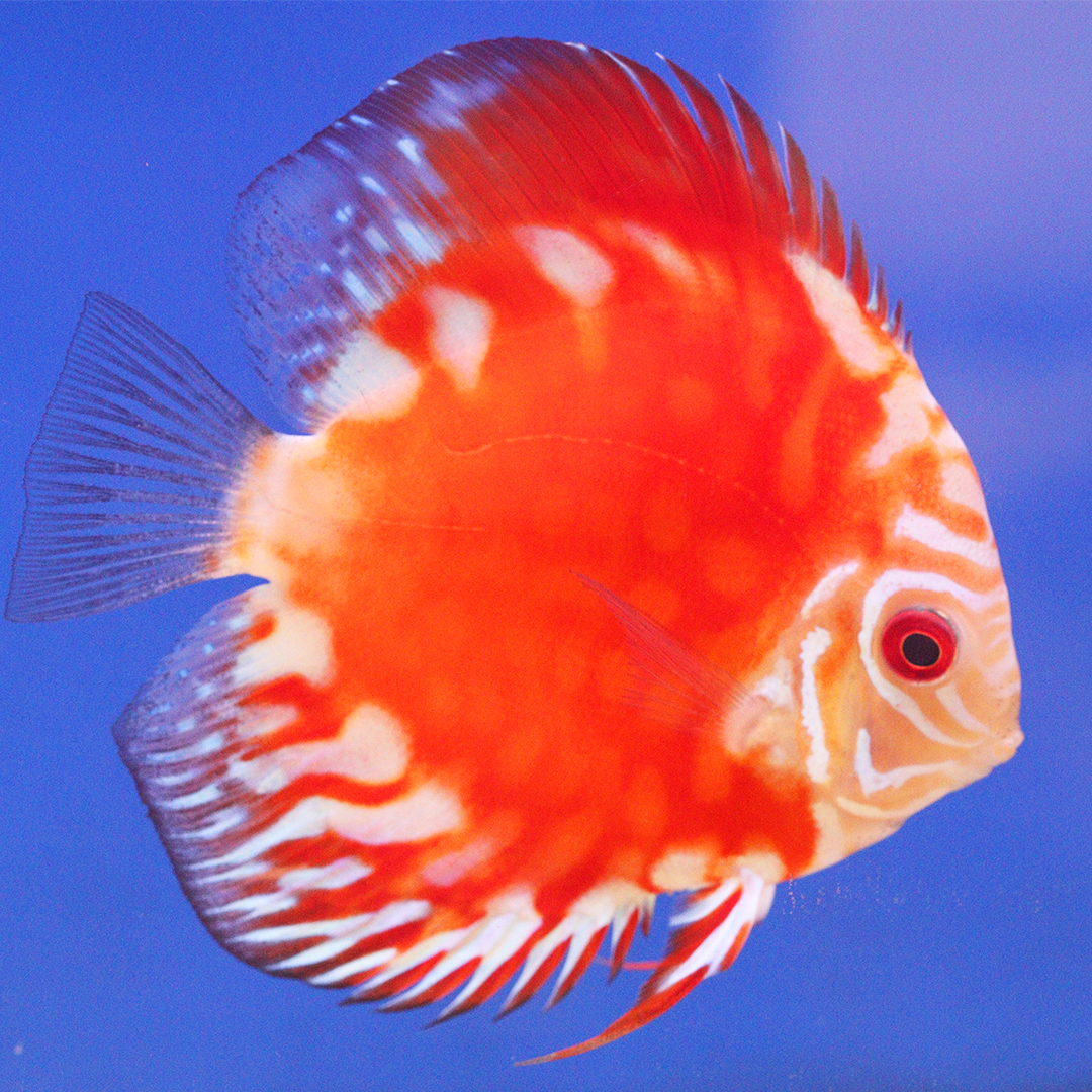 WYSIWYG Discus 30