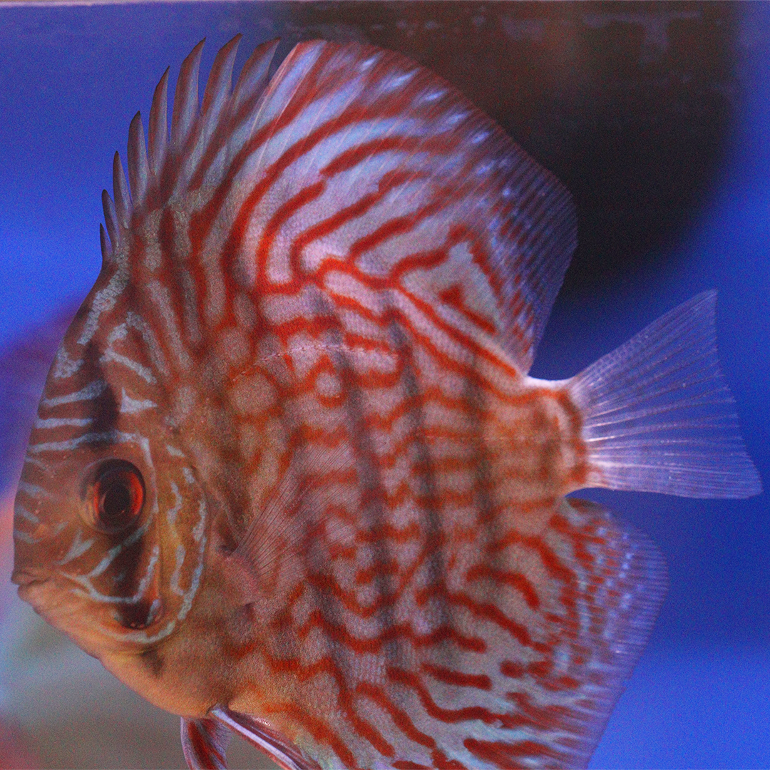 WYSIWYG Discus 22