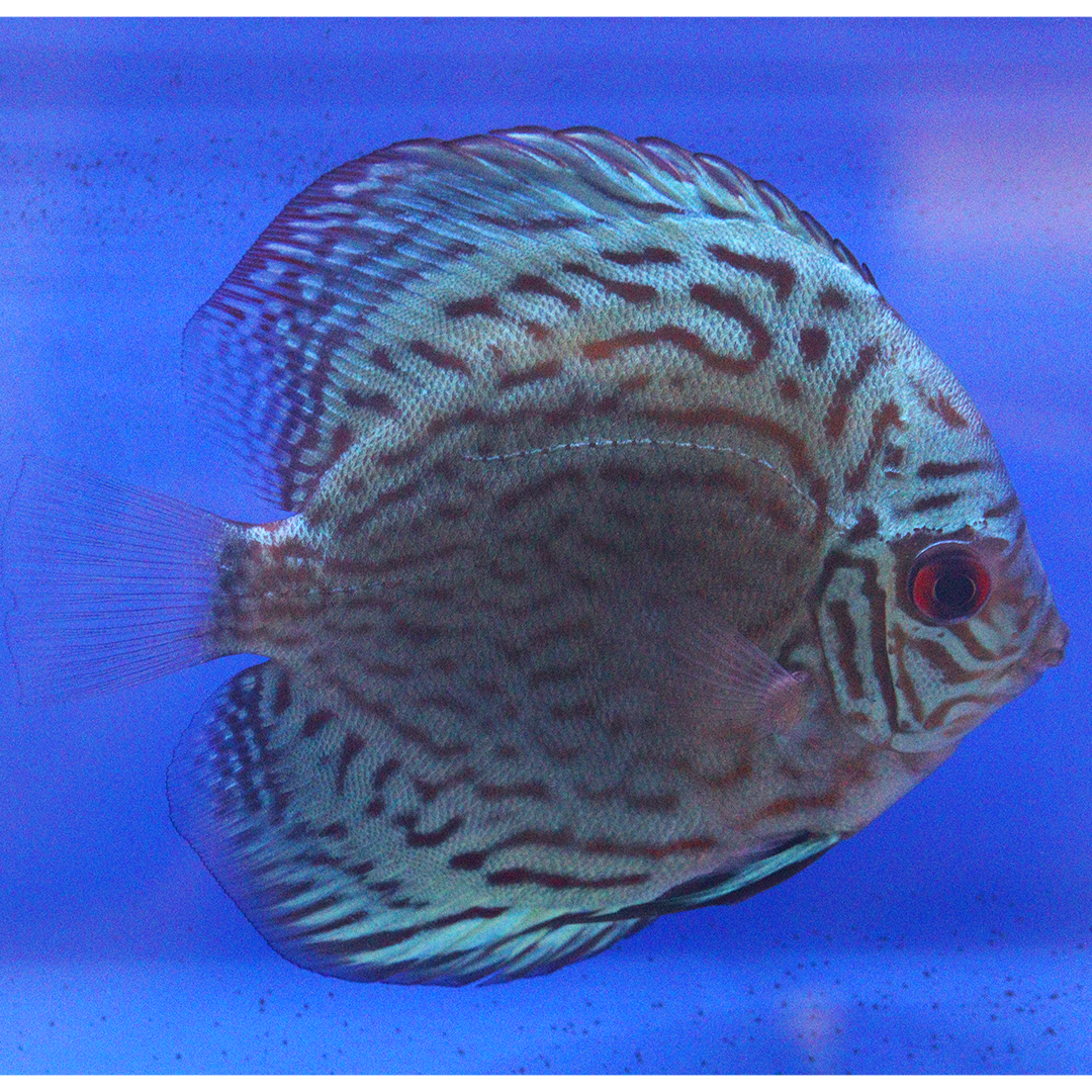 WYSIWYG Discus 23