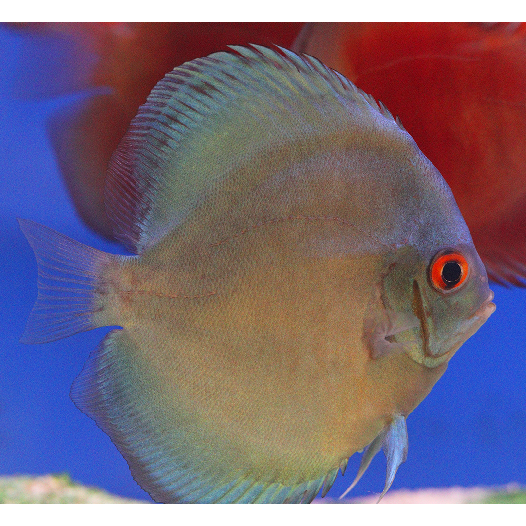 WYSIWYG Discus 25