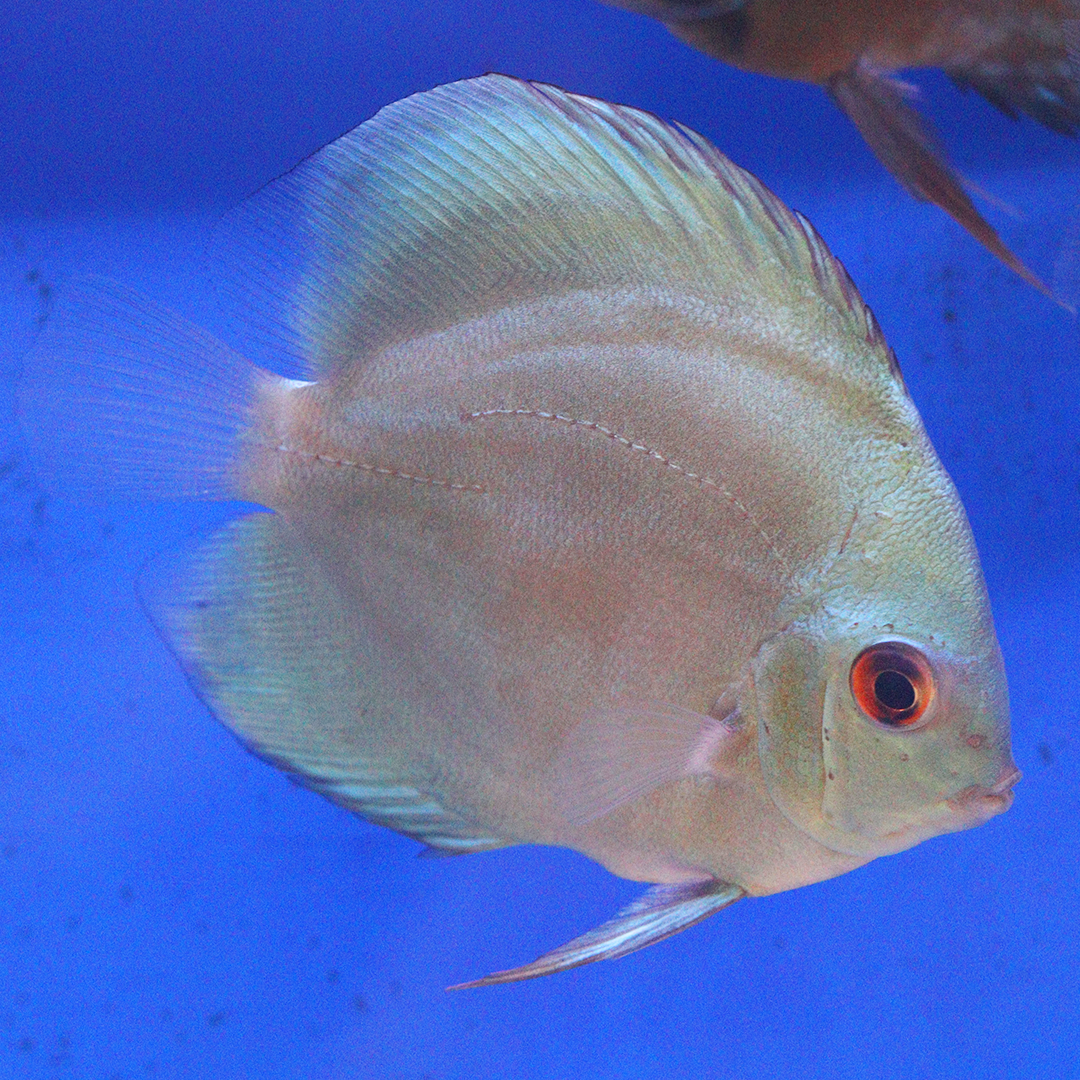 WYSIWYG Discus 26