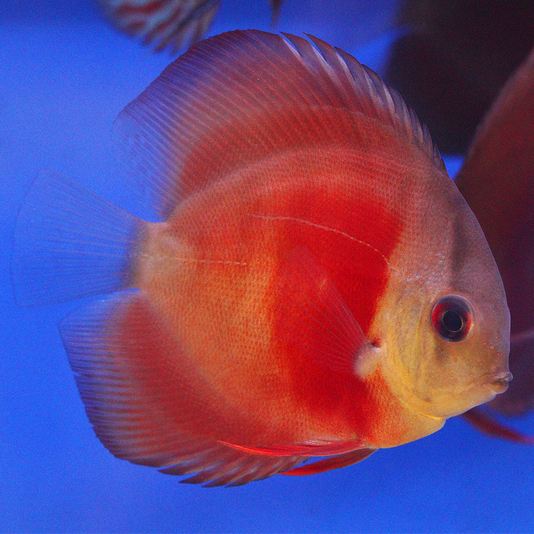 WYSIWYG Discus 27