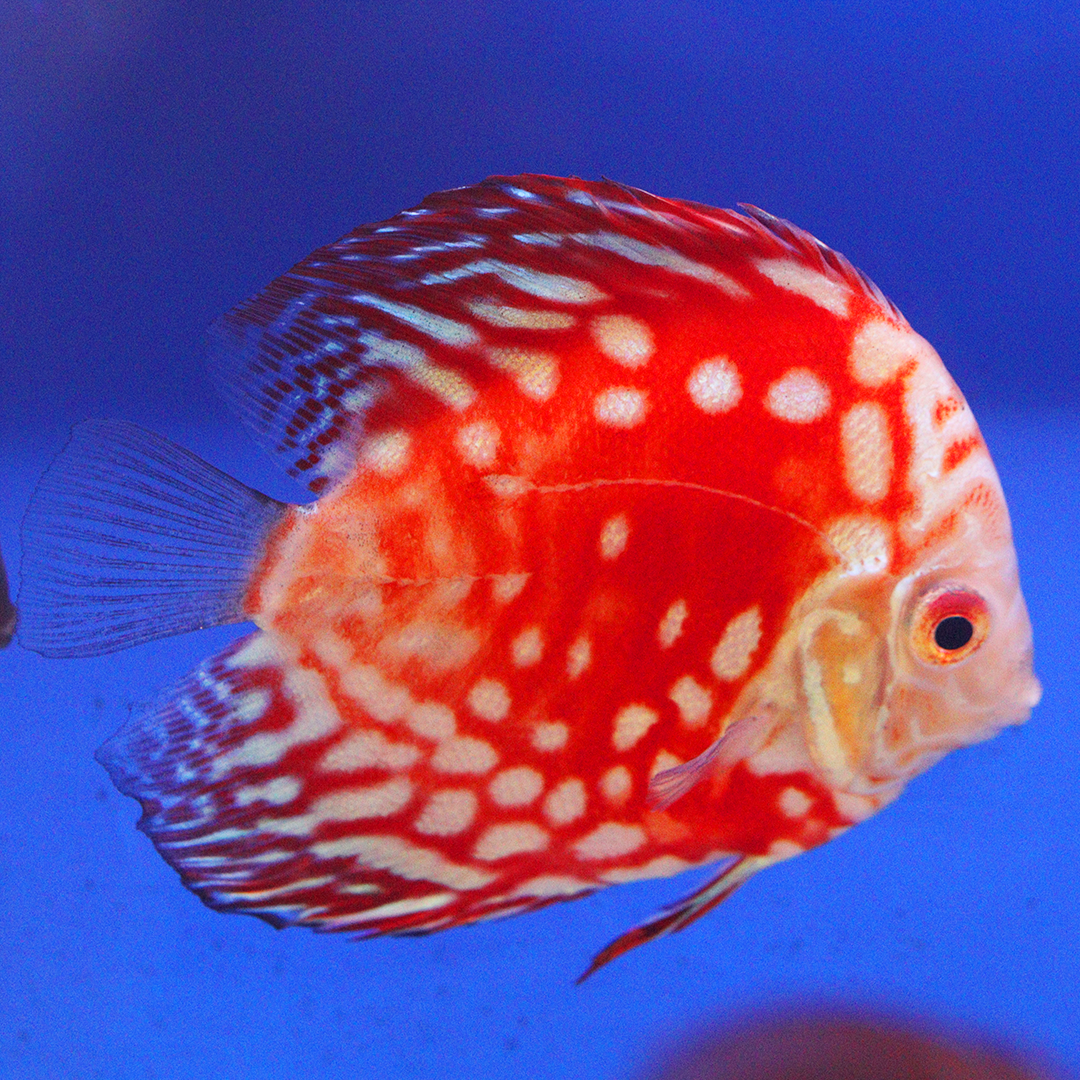 WYSIWYG Discus 28