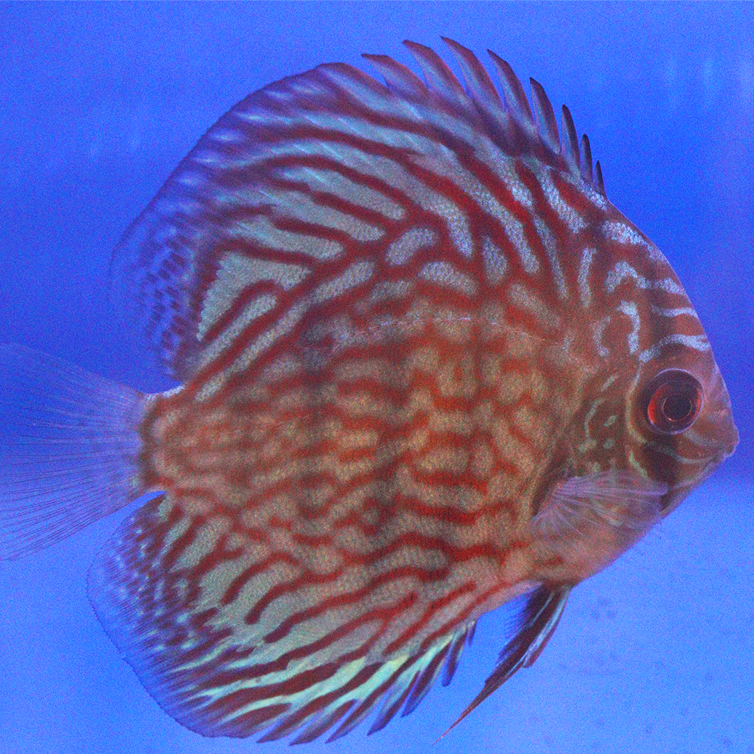 WYSIWYG Discus 29