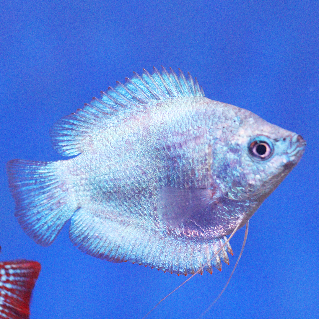 Gorm Blue Powder Blue Dwarf Gourami