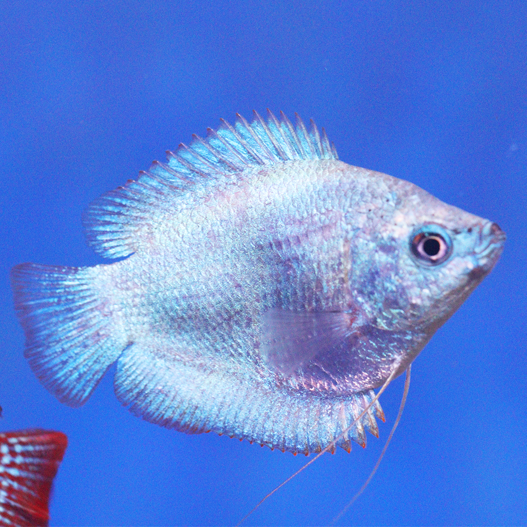 Powder Blue Dwarf Gourami