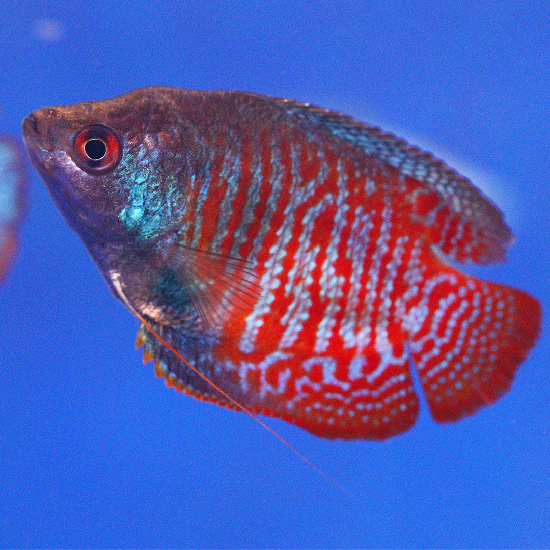 Rainbow Dwarf Gourami