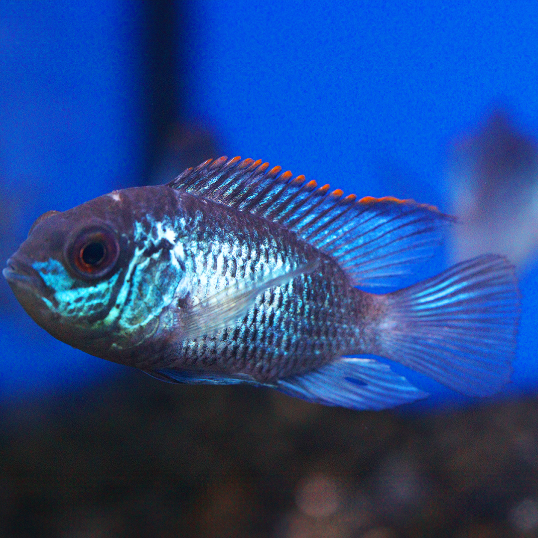 Electric blue acara 5-6cm