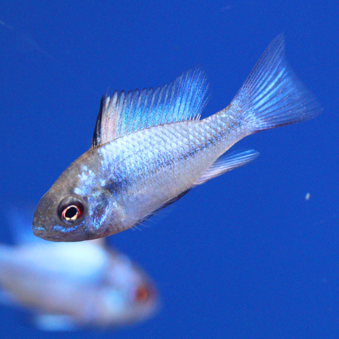 Blue Ramp Fish Blue Tropical Fish Tropical Fish For Freshwater Aquariums | Byrkley