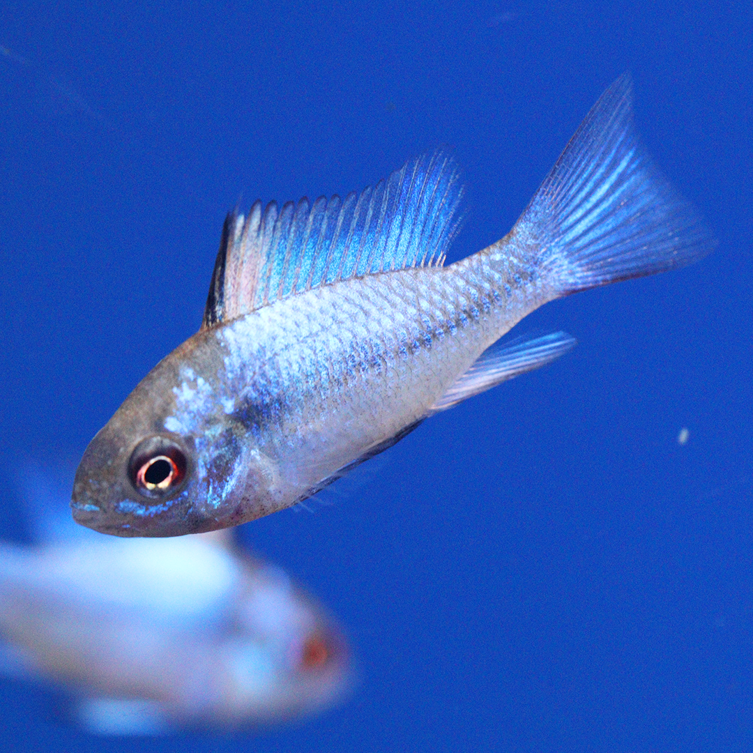 Electric blue Ram 2cm