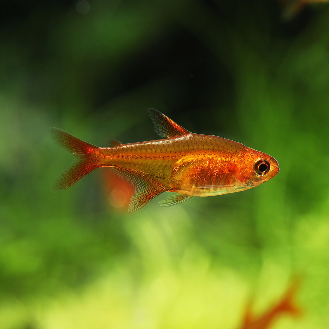 Ember tetra 1.7-2.3cm