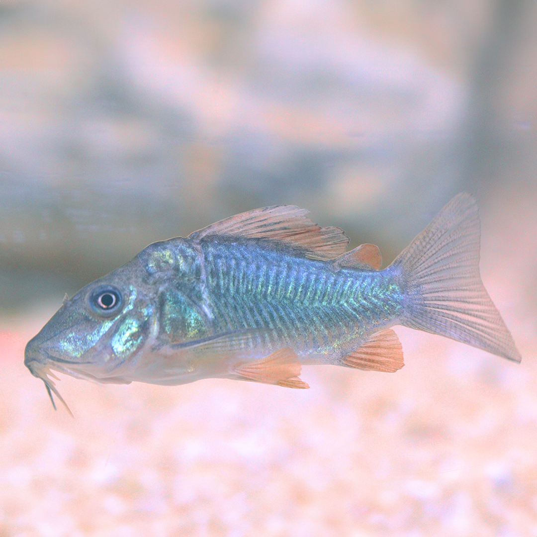 Emerald Green Corydoras 2.5cm -3.5cm