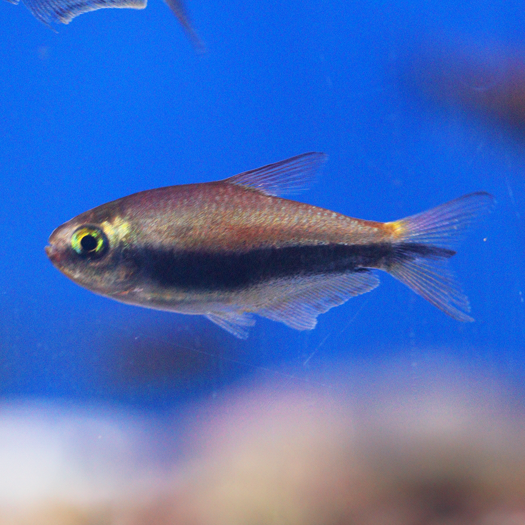 Emperor Tetra 2cm - 3cm