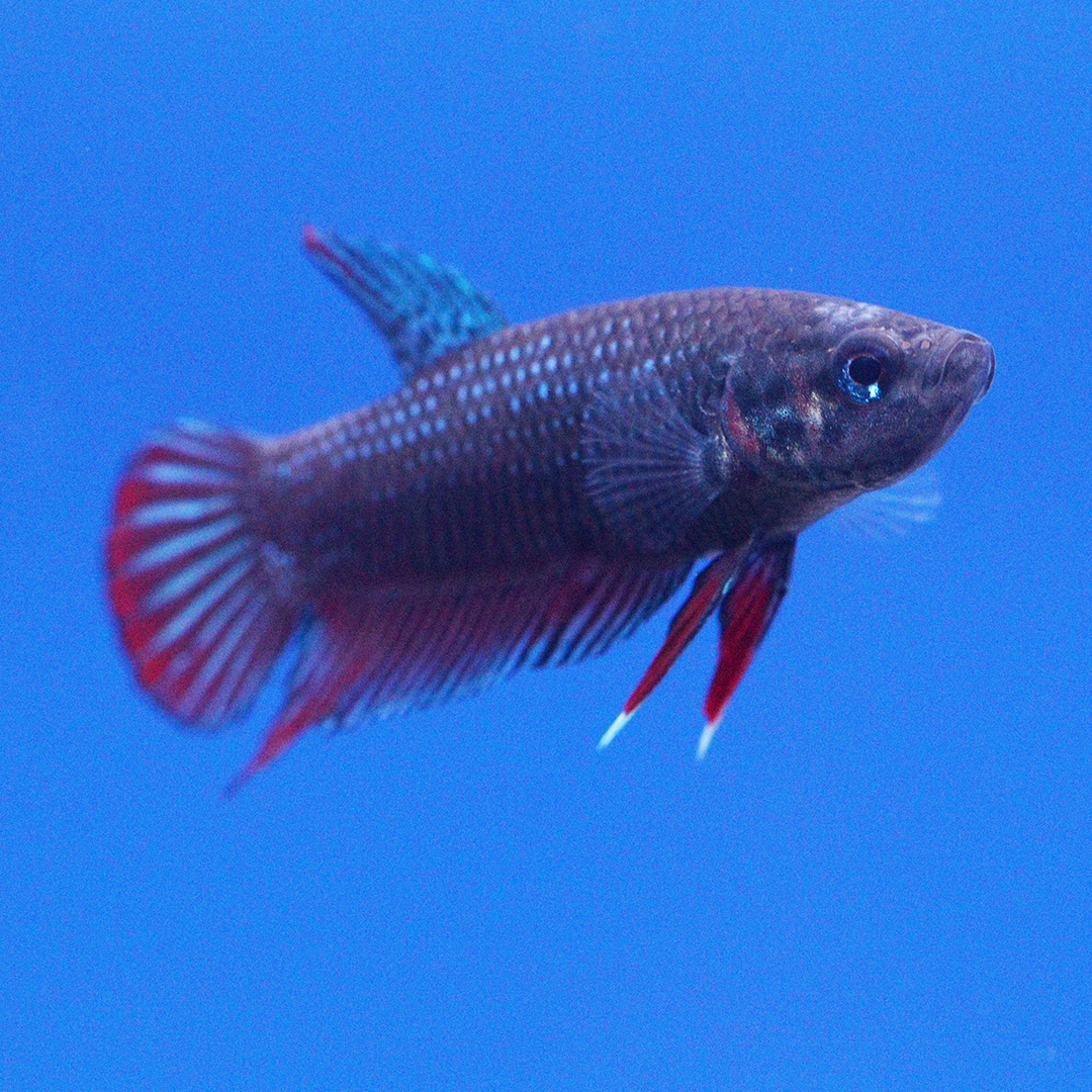 Female Betta Siamese Fighter 2.5-3cm