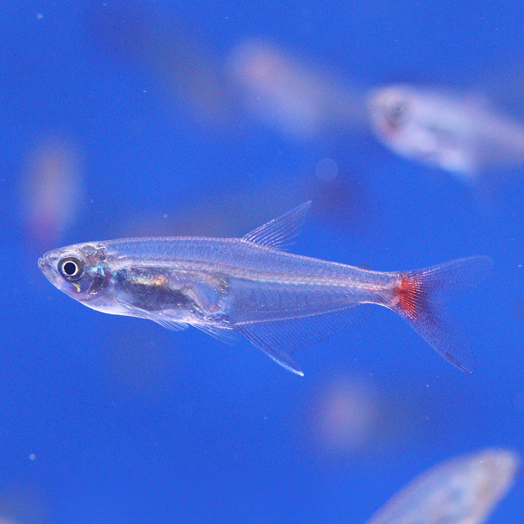 Glass Bloodfin Tetra 2.5cm - 3cm