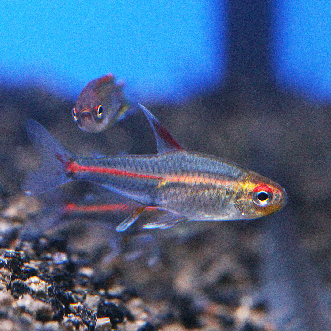 Glowlight Tetra 2cm - 2.5cm