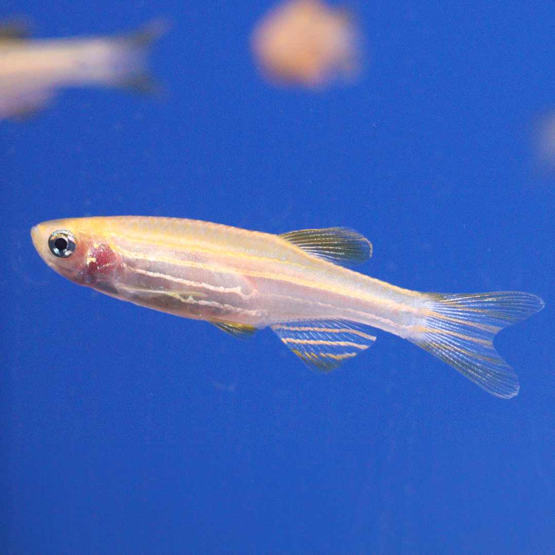 Gold zebra danio 2.5-3cm