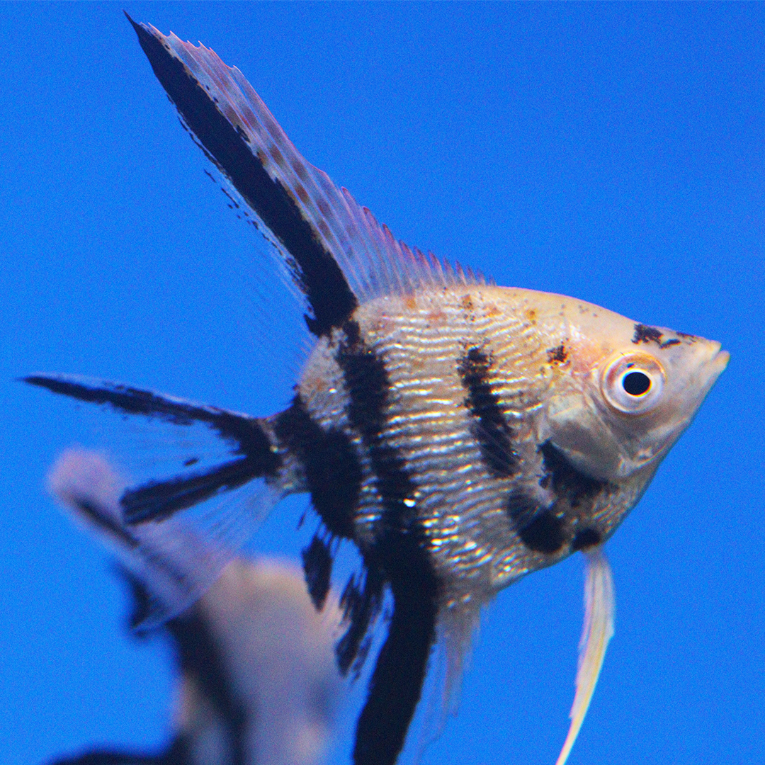 Golden Marble Angelfish 4-5cm