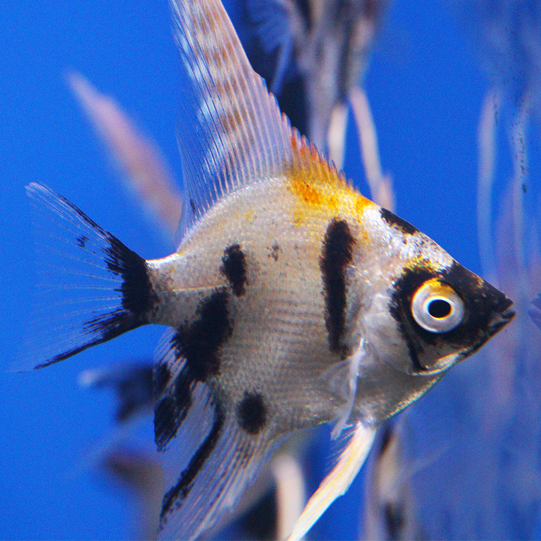 Golden Marble Angelfish 4-5cm