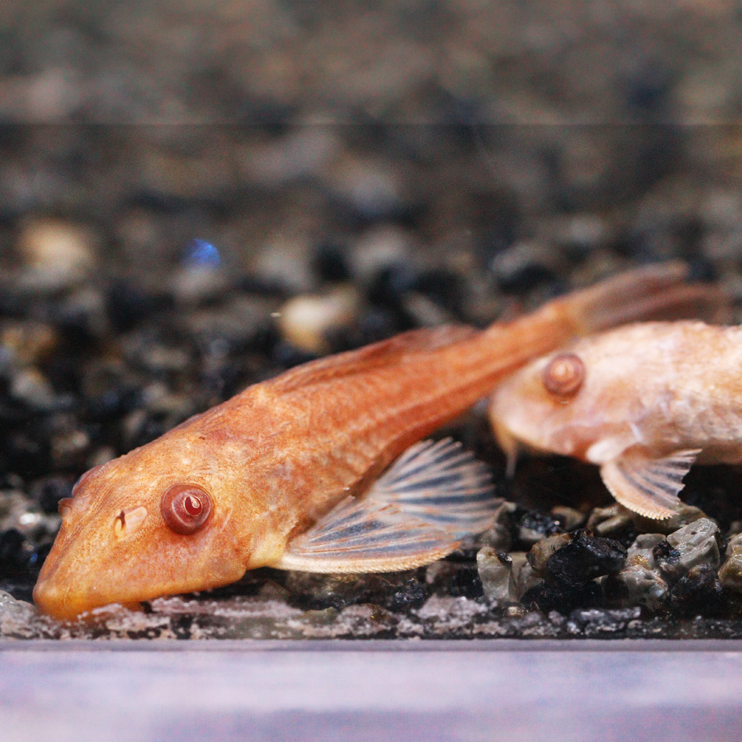 Golden Plec 4-5cm