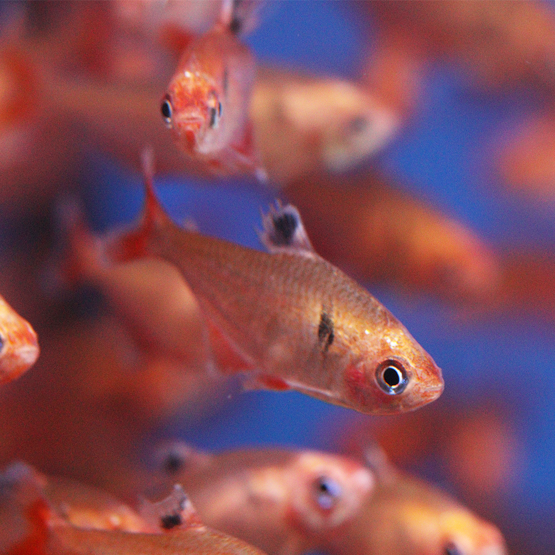 Golden Serpae Tetra 2-3.5cm